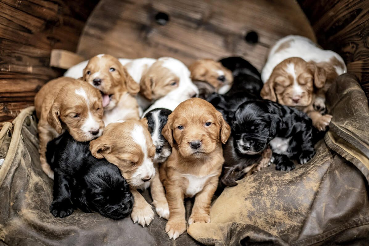 cocker-spaniel-puppies-1200x800