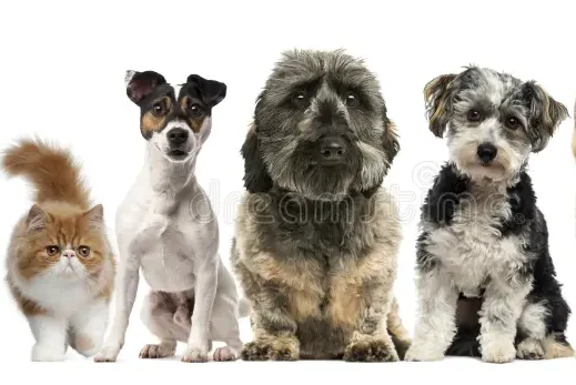cropped-group-dogs-cats-front-white-background-60529304.webp