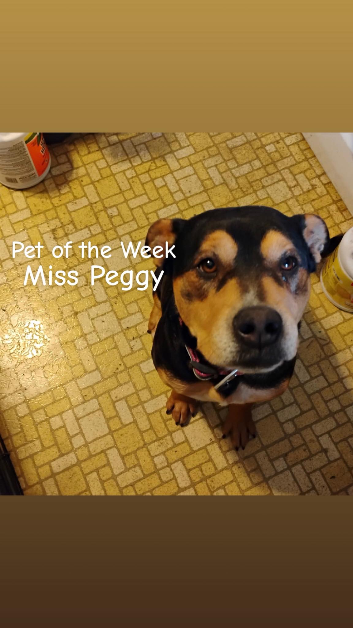 25 Jan 25 Pet of the Week - Miss Peggy