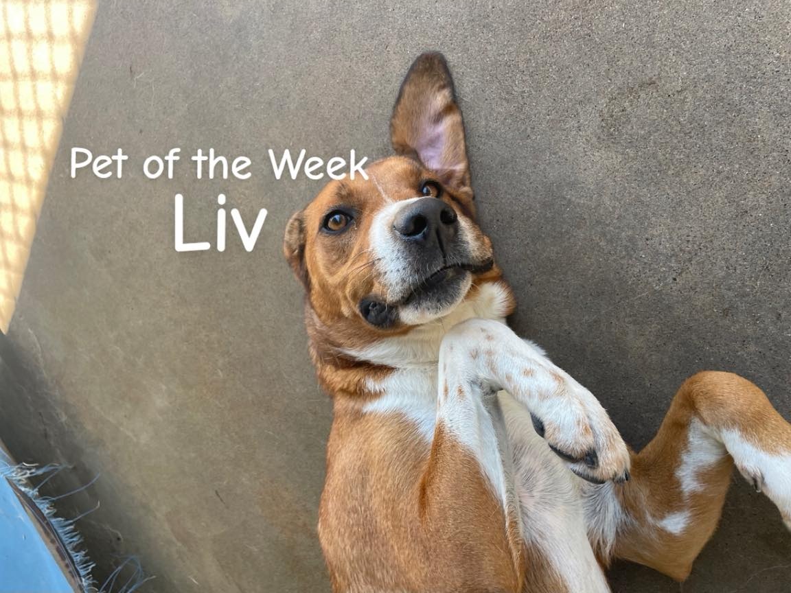 1 Feb 26 PET OF THE WEEK - Liv