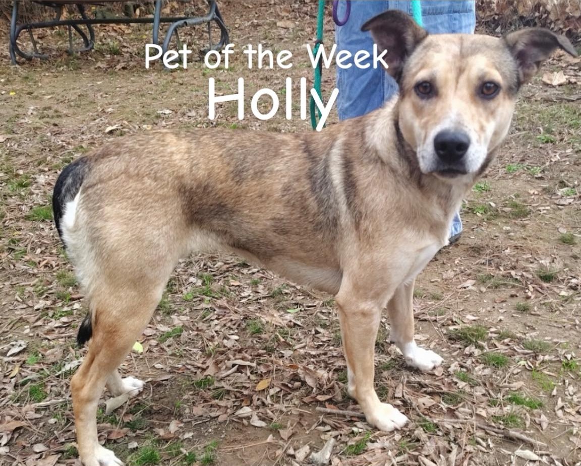 8 Feb 26 - PET OF THE WEEK – Holly