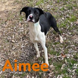 HSO's PET OF THE WEEK for 3-1-26! PLEASE SHARE