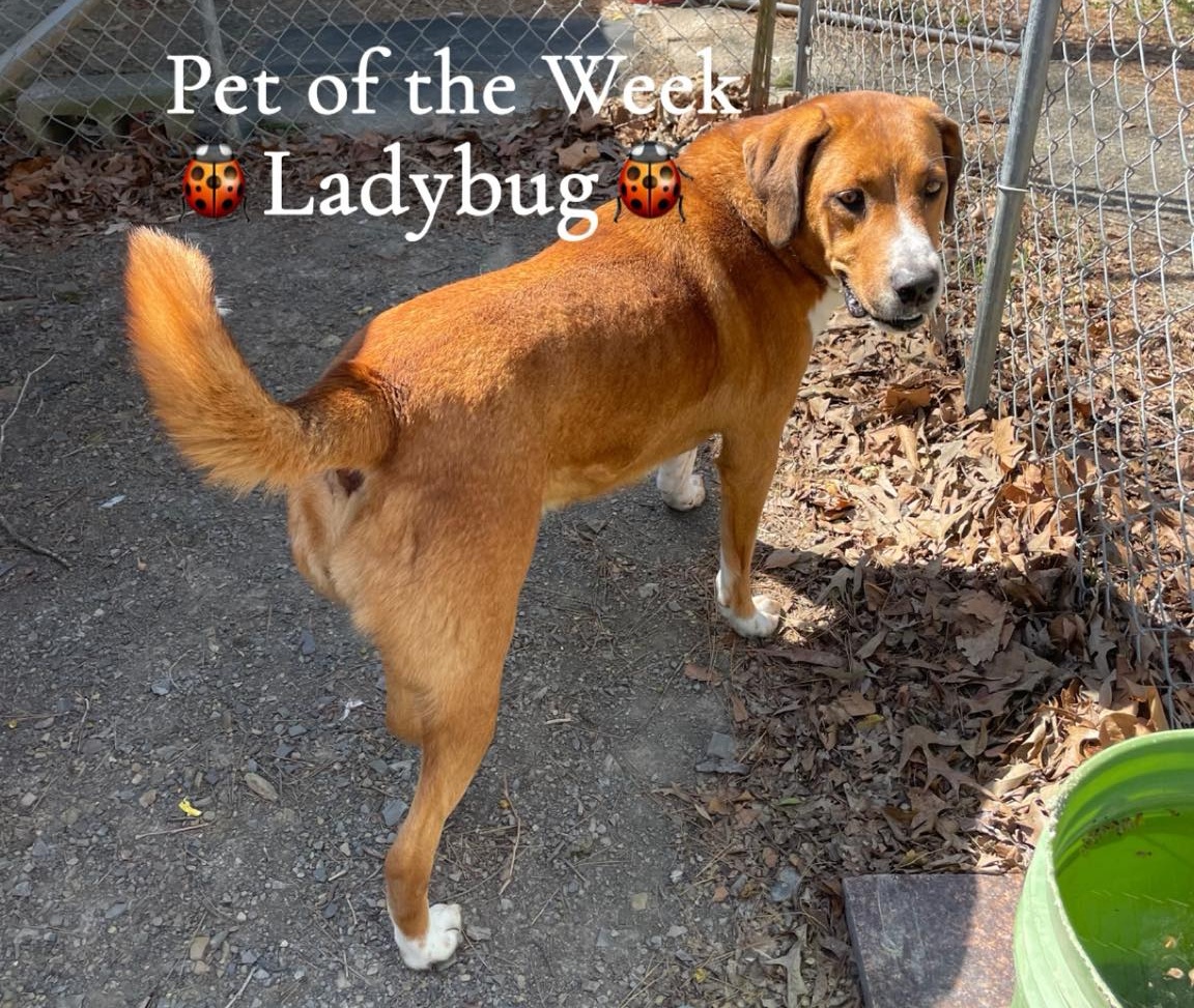 HSO's PET OF THE WEEK for 3-22-26! PLEASE SHARE
