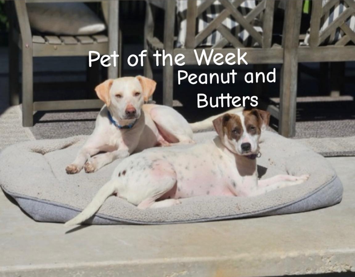 HSO's PET OF THE WEEK for 3-29-26!
