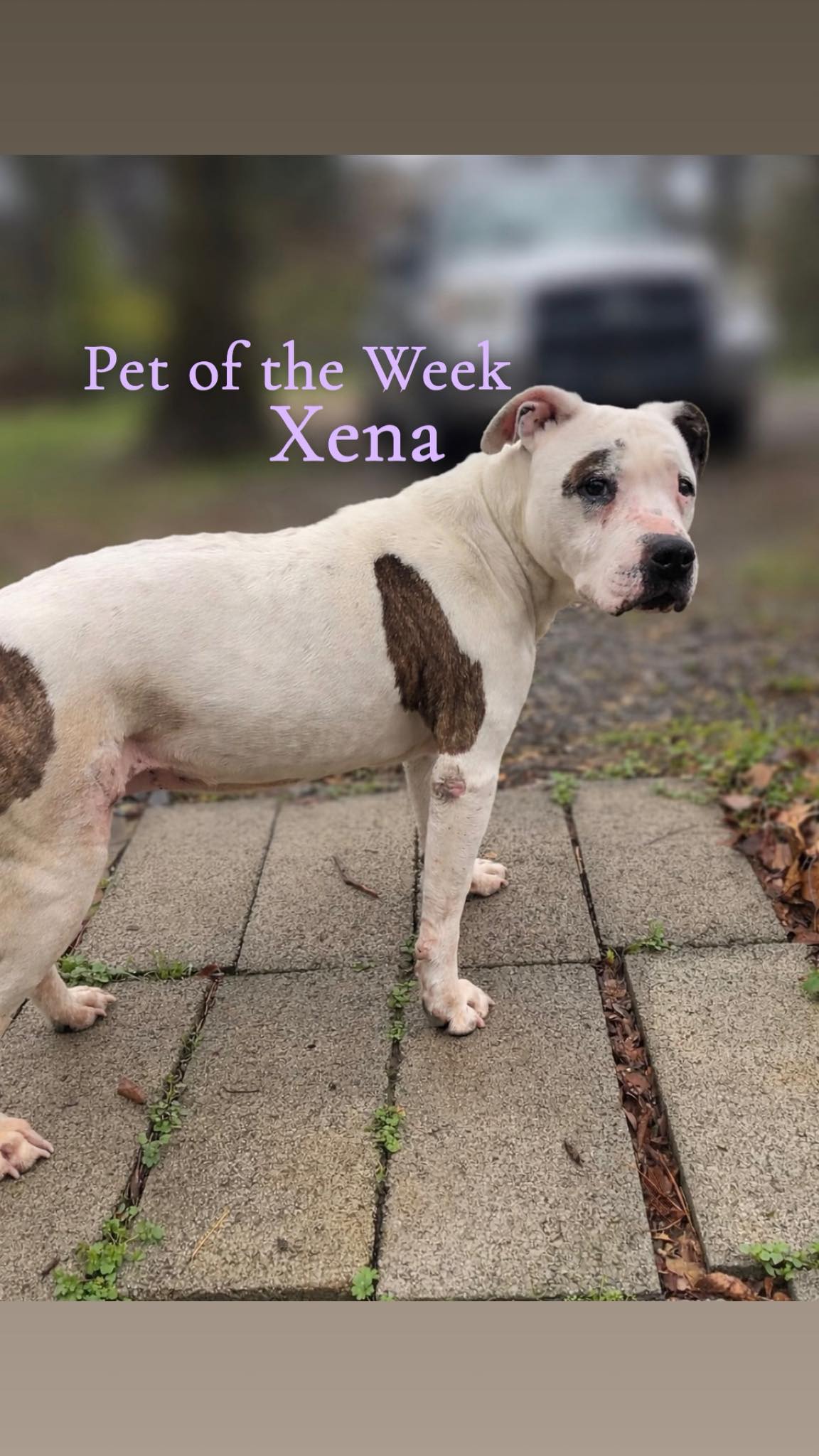 HSO’s PET OF THE WEEK for 3-8-26! PLEASE SHARE