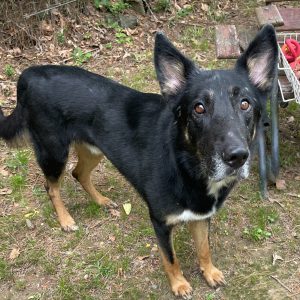 HSO's PET OF THE WEEK for 4-26-26!