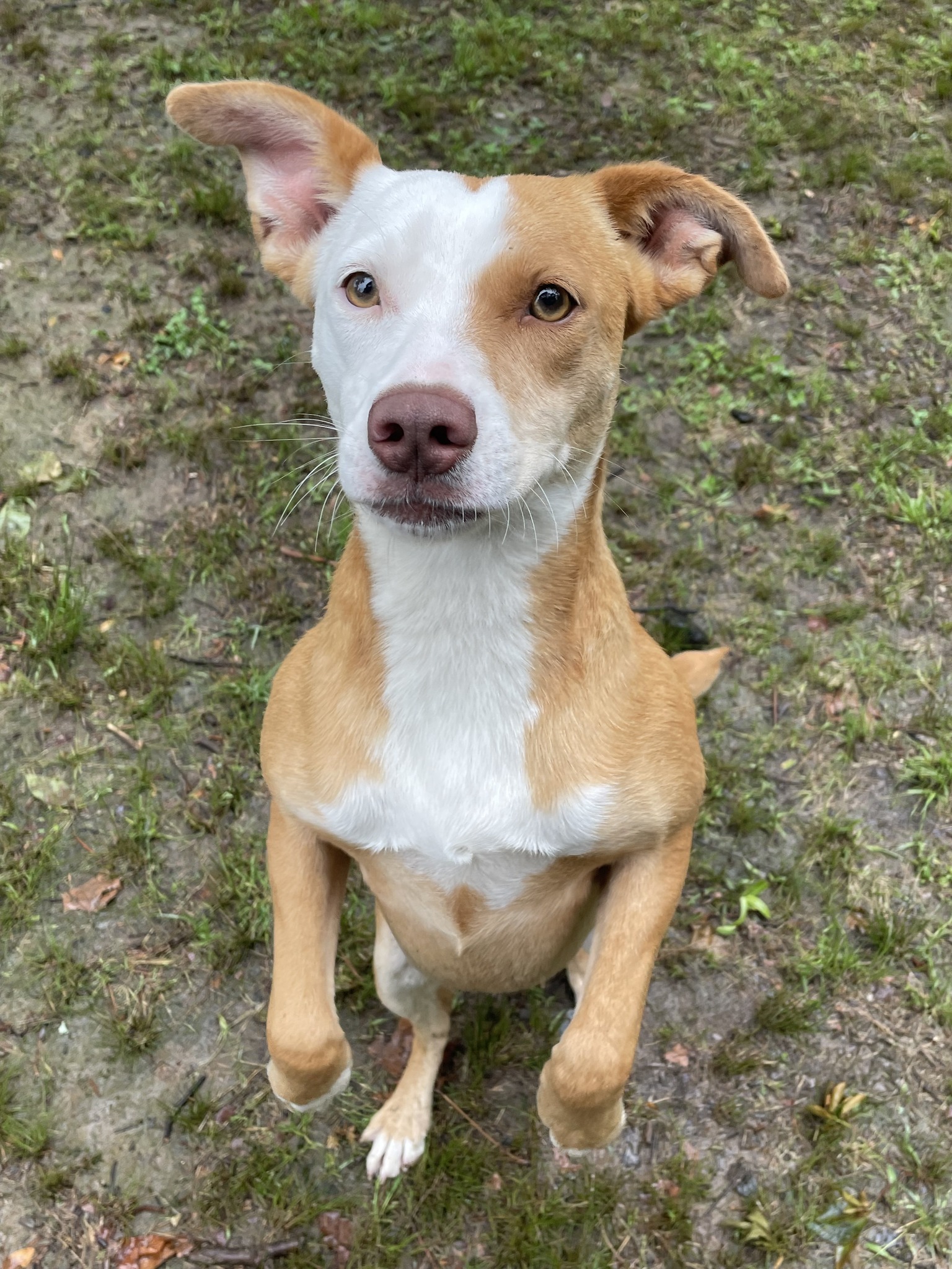 HSO's PET OF THE WEEK for 5-10-26! PLEASE SHARE
