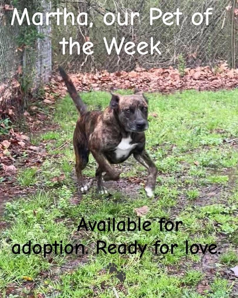 HSO’s PET OF THE WEEK for 6-13-26!