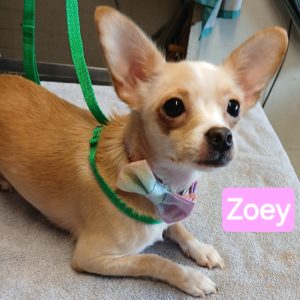 HSO's PET OF THE WEEK for 5-31-26!