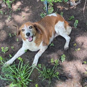 HSO's PET OF THE WEEK for 6-28-26!