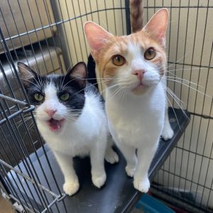 HSO's PET OF THE WEEK for 6-21-26! PLEASE SHARE