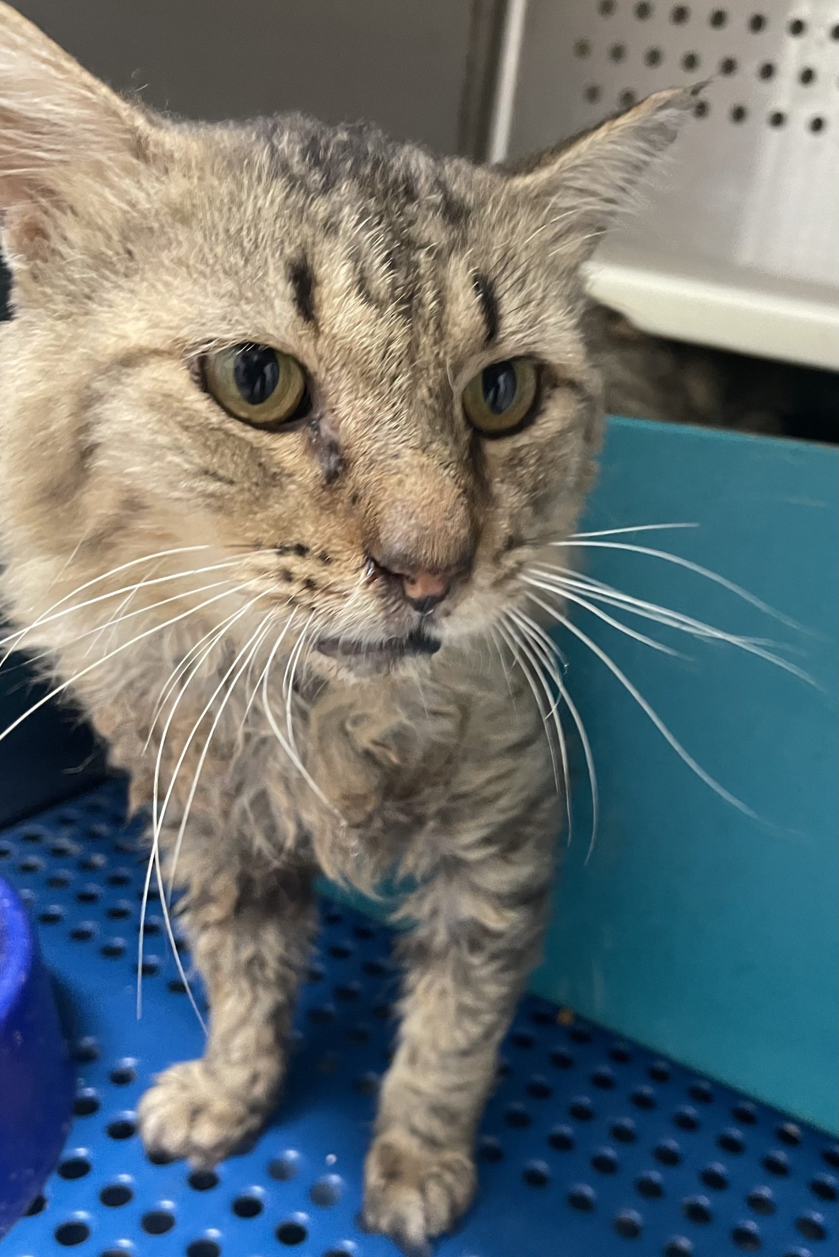HSO's PET OF THE WEEK for 8-9-26! PLEASE SHARE