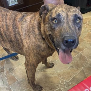HSO's PET OF THE WEEK for 10-18-26!
